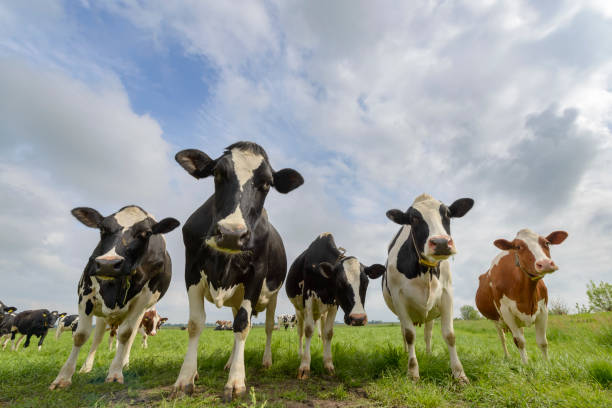 istock Cows in a field during a beautiful springtime day 690379594