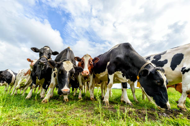 istock Cows in a field during a beautiful springtime day 690379706