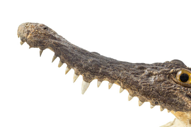 istock Open mouth of crocodile 690382276