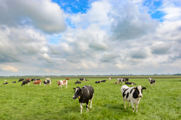 istock Cows in a field during a beautiful springtime day 690382614
