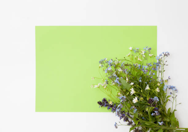 istock A bouquet of wild flowers on a white background 690382894