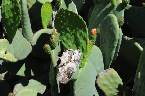 istock Prickly pear cactus in Spain 690385386