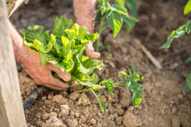 istock Farmer picking lettuce in the garden 690386208