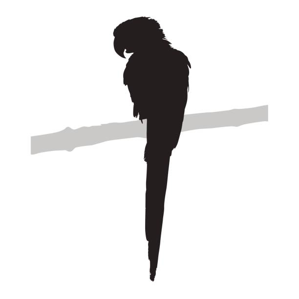 Parrot, isolated vector silhouette Parrot, isolated vector silhouette parrot silhouette stock illustrations