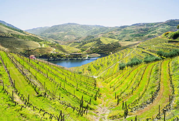 istock Vineyards in Douro valley, Portugal 690388916
