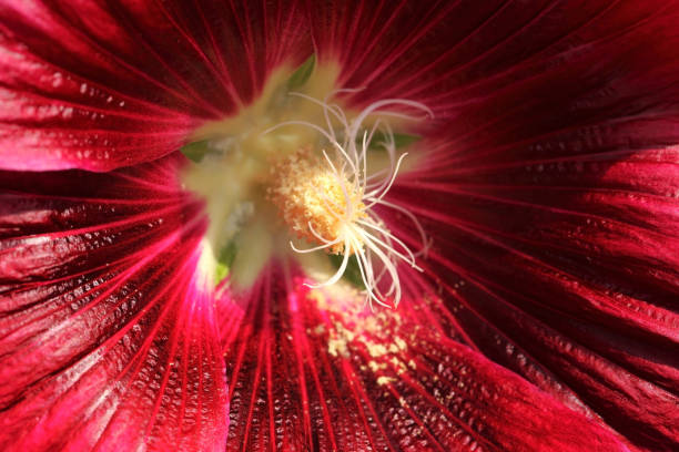 istock Long stamens with pollen inside red Hollyhock flower by macro lens. 690389124