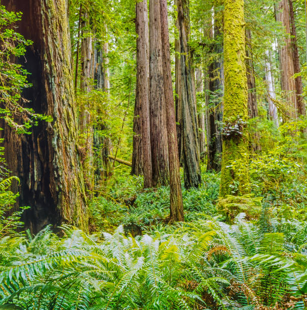 istock Smith River National Recreation Area 690389390