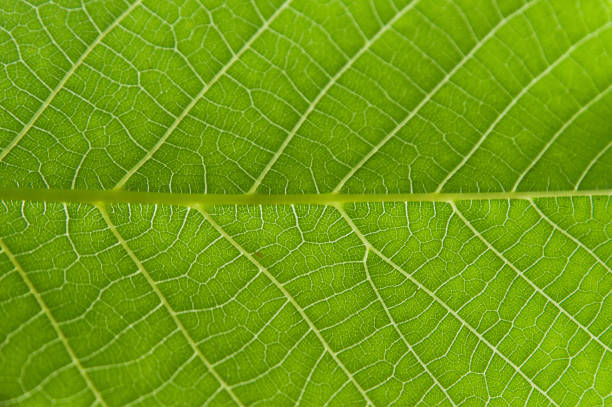 sfondo astratto della trama foglia verde del primo piano - beautiful surface level leaf lush foliage foto e immagini stock