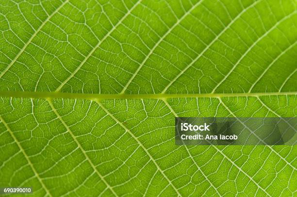 Abstract Closeup Green Leaf Texture Background Stock Photo - Download Image Now - Leaf, Textured, Environmental Conservation