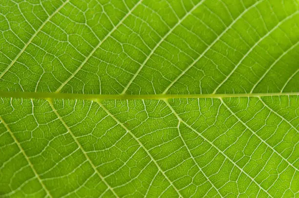 Photo of Abstract closeup green leaf texture background