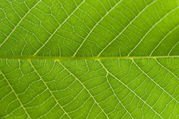 abstrakcyjne zbliżenie zielony liść tekstury tła - close up plant leaf macro zdjęcia i obrazy z banku zdjęć