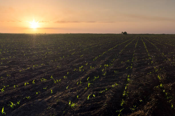 istock germination of corn photo 690390070