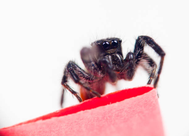 istock Salticidae macro shot on white background 690401060