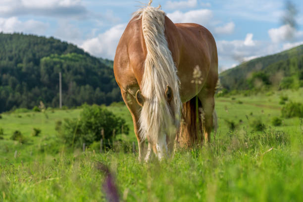 istock Horse grazing in a pasture with grass 690401138