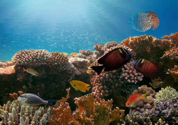 istock Jellyfish and Tropical fish in the Red Sea 690408004