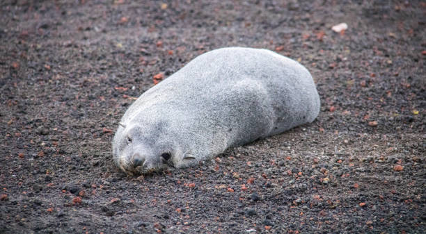 istock Antarctica: Antarctic Fur Seal on Deception Island 690411742