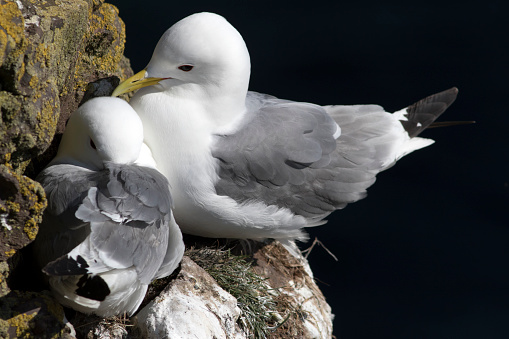 A pair of Kittiwakes (Rissa tridactyla) on a cliff face at Fowlsheugh RSPB reserve in north east Scotland.