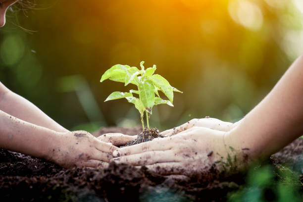 Child and parent hand planting young tree on black soil together stock photo