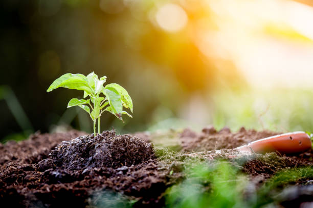 istock Young plant growing in soil with shovel 690416012