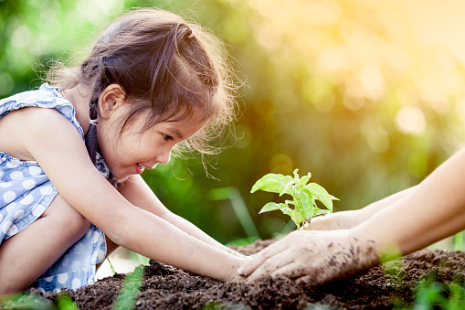 Asian little girl and parent planting young tree on black soil together