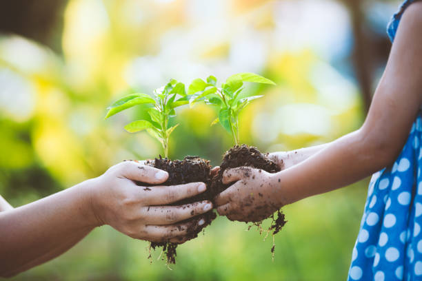 Child little girl and parent holding young plant in hands together stock photo