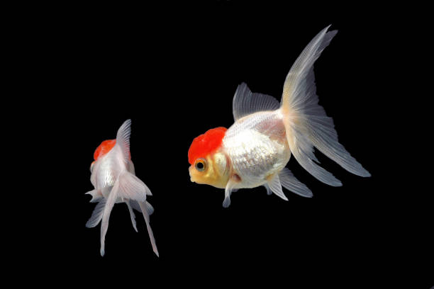 istock GOLD FISH in AQUARIUM 690418944