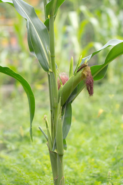 istock corn in a garden outdoors 690419164