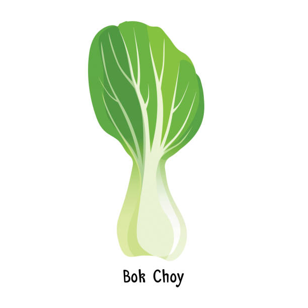 ilustraciones, imágenes clip art, dibujos animados e iconos de stock de bok choy o pak choi tipo de vector de col china - bok choy