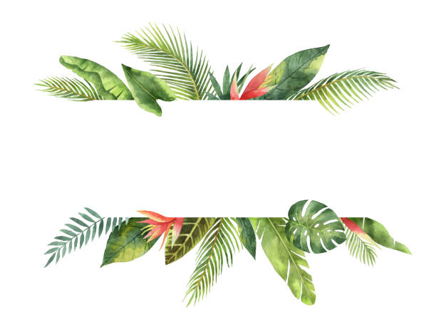 ilustraciones, imágenes clip art, dibujos animados e iconos de stock de tropical de banner acuarela hojas y ramas aislaron sobre fondo blanco. - tropical flowers