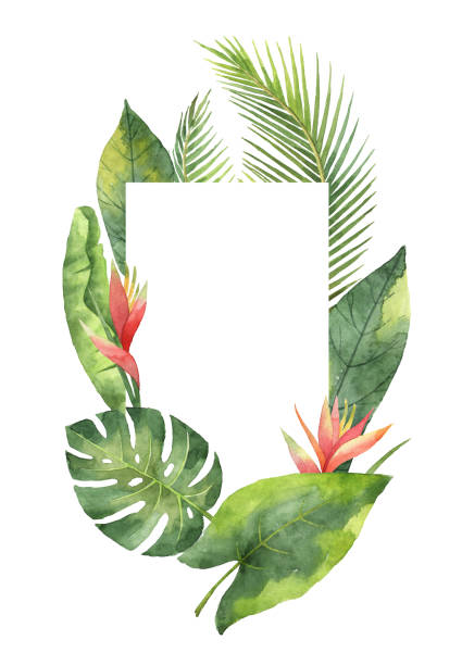 akwarela prostokątna ramka tropikalne liście i gałęzie izolowane na białym tle. - cut flowers white tropical climate nature stock illustrations