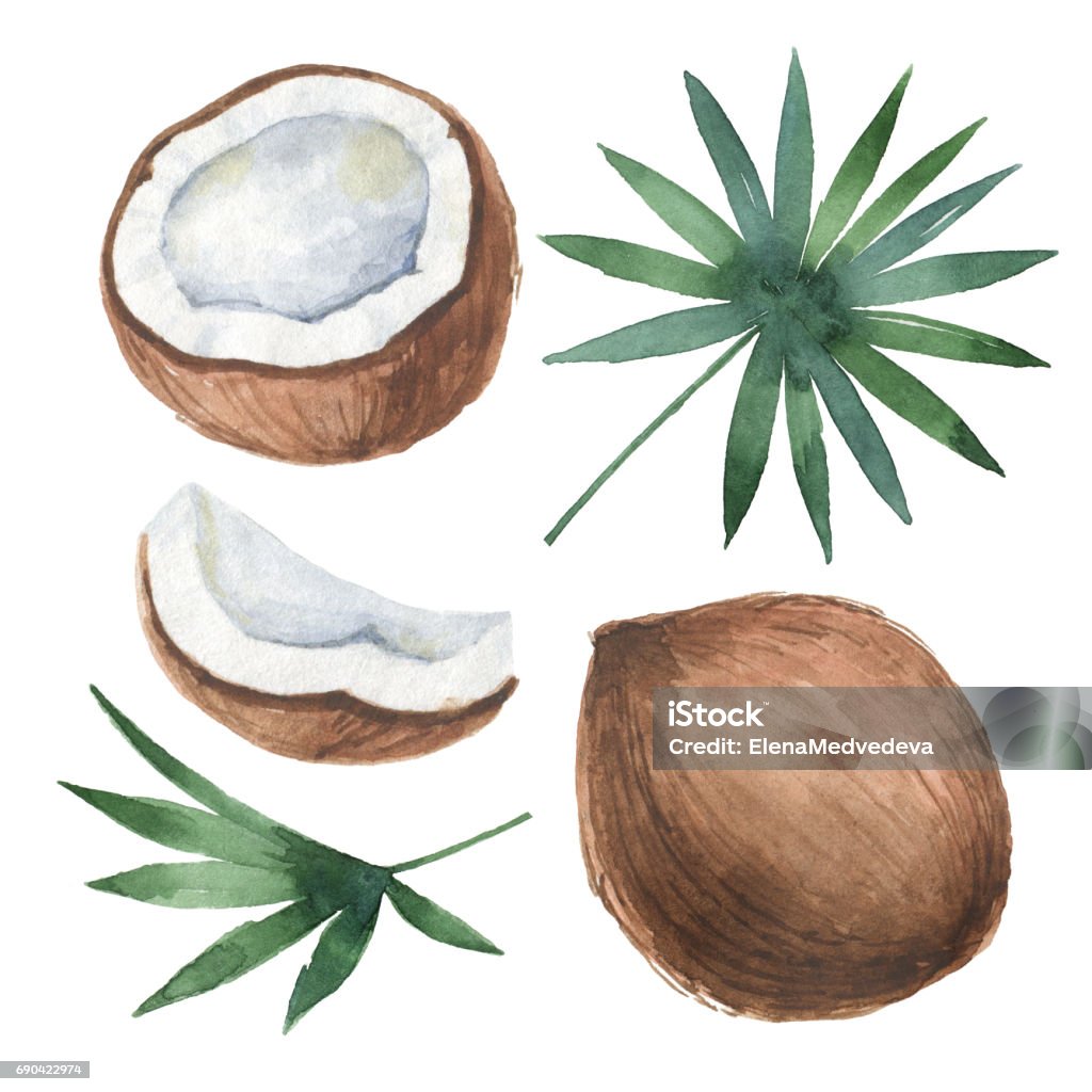 Watercolor organic set of coconut and palm trees isolated on white background. Watercolor organic set of coconut and palm trees isolated on white background. Hand painted illustration for design kitchen, bio food, menu, healthy eating, market. Coconut stock illustration