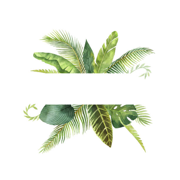 illustrazioni stock, clip art, cartoni animati e icone di tendenza di striscione ad acquerello foglie tropicali e rami isolati su sfondo bianco. - tropical rainforest tropical climate flower frame