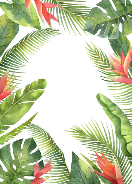 illustrazioni stock, clip art, cartoni animati e icone di tendenza di cornice rettangolare ad acquerello di fiori esotici e foglie isolate su sfondo bianco. - tropical rainforest tropical climate flower frame