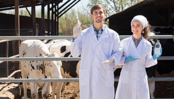 istock Two veterinarians in the cowshed 690423294