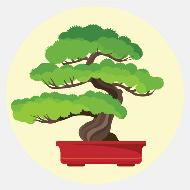 Bonsai pine decorative small tree growing in container vector illustration Bonsai pine decorative small tree growing in container vector illustration web button. Green branches with massive trunk houseplant, miniature plant bonsai tree stock illustrations