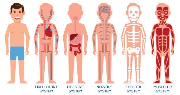 fünf systeme des menschlichen körpers. vektor-illustration. - dickdarm verdauungstrakt grafiken stock-grafiken, -clipart, -cartoons und -symbole