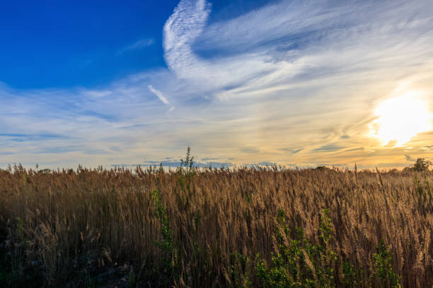istock Scenic view of beautiful sunset with grass. 690428520