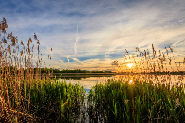 istock Scenic view of beautiful sunset above the pond 690428986
