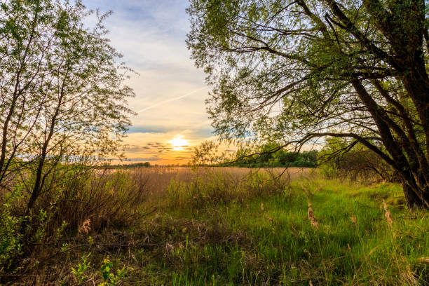 istock Scene of beautiful sunset at summer field with willows and grass. 690429070