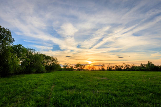 istock Scene of beautiful sunset at summer field with willows and grass. 690429086