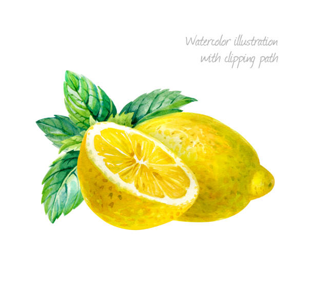 Lemon with mint leaves isolated on white watercolor illustration Lemon whole and half with mint leaves isolated on white background watercolor illustration"n serbia and montenegro stock illustrations