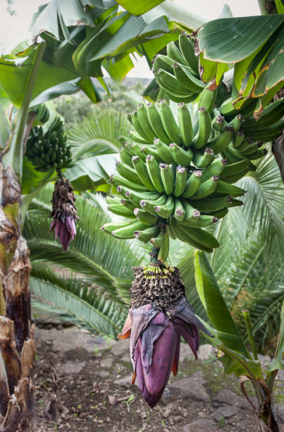 Bana plant with bananas and flower Flowering banana on the island of Tenerife puerto de la cruz tenerife stock pictures, royalty-free photos & images