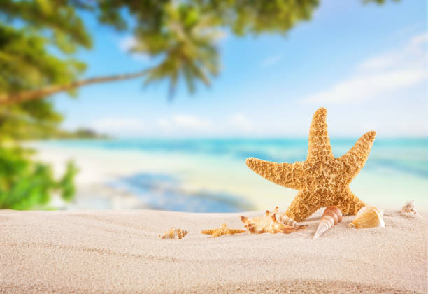 istock Tropical beach with sea star on sand, summer holiday background. 690441276