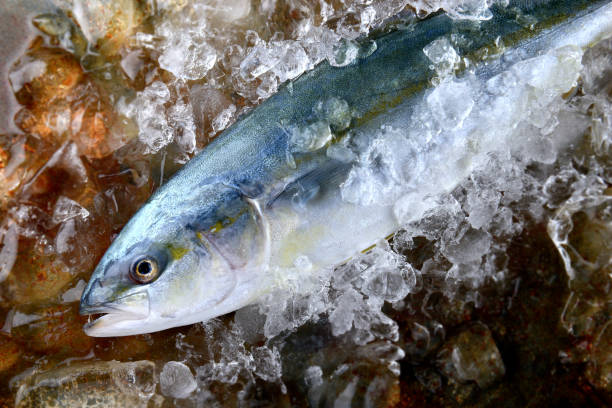 giovane ricciola o pesce buri. - sashimi white prepared fish hamachi foto e immagini stock