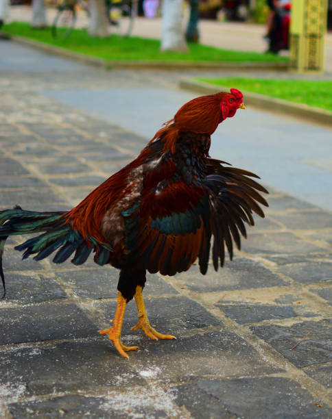 istock Rooster in Vietnam 690456312