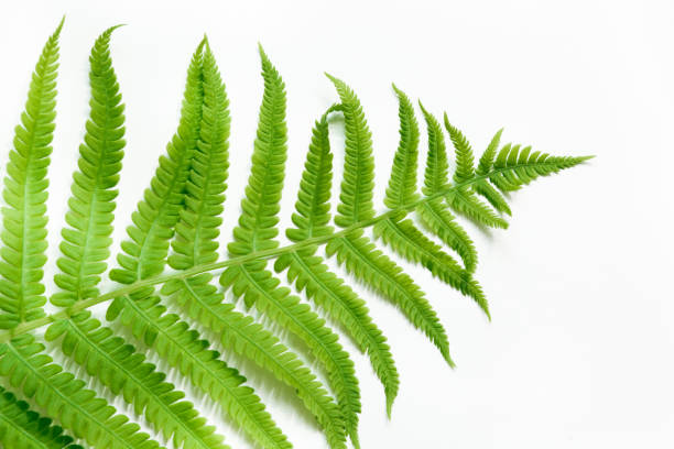istock Single leaf of fern on white background. Top view, isolated with copy space. 690466810