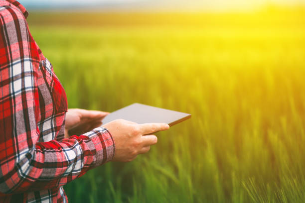 istock Female farmer using tablet in wheat crop field 690469514