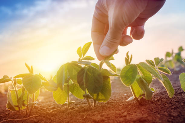 istock Farmer working in soybean field in morning 690469850