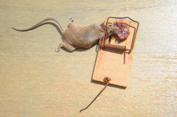 istock Mouse in the mousetratray - Spain 690470332