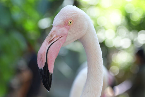 Flamingo birds in the world.